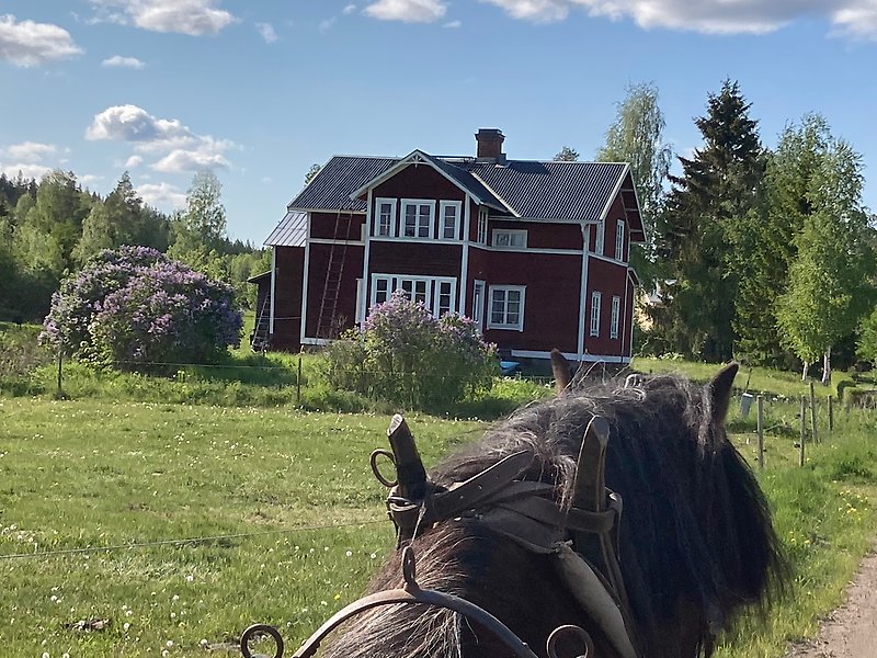 Bo på bondgård, hästturer i hälsingland